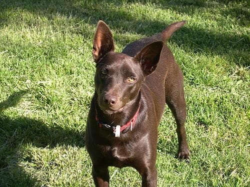 Kelpie