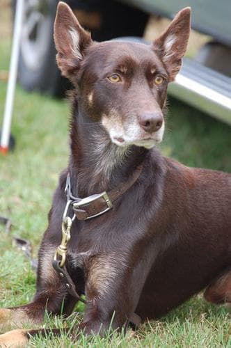 Kelpie