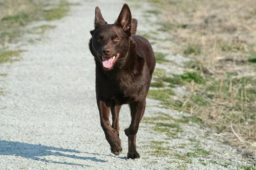 Kelpie