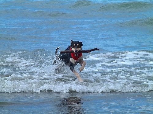 Kelpie