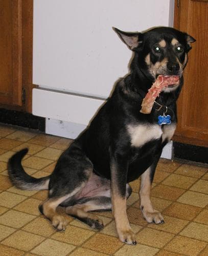 Kelpie