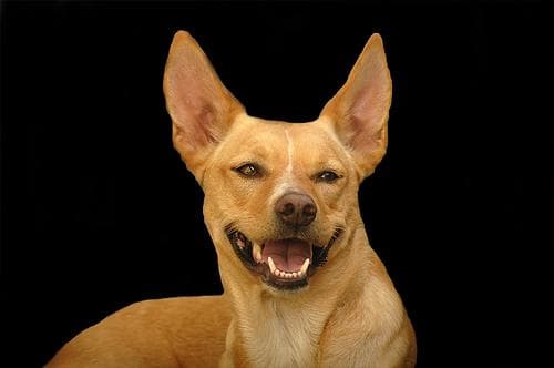 Kelpie