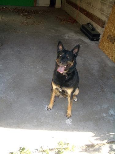 Kelpie