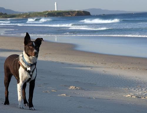 Kelpie