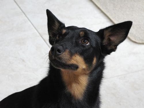Kelpie