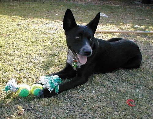 Kelpie