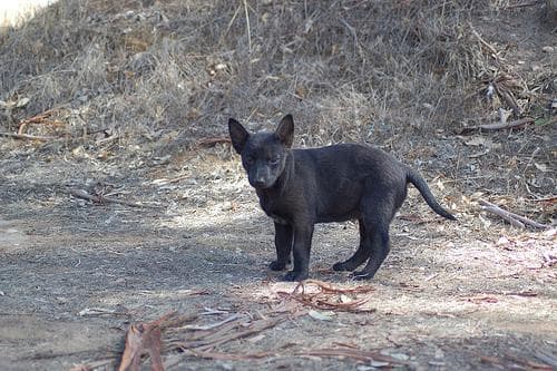 Kelpie