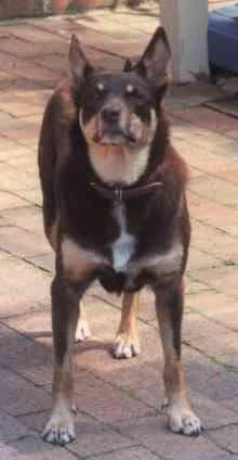 Kelpie