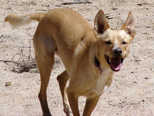 Kelpie