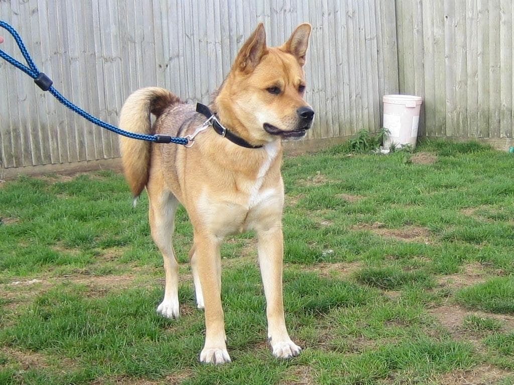 Kelpie