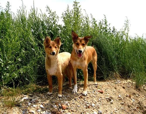 Kelpie