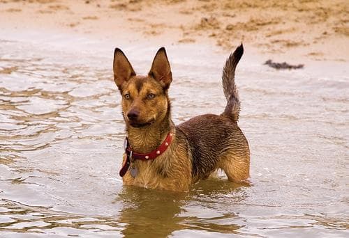 Kelpie