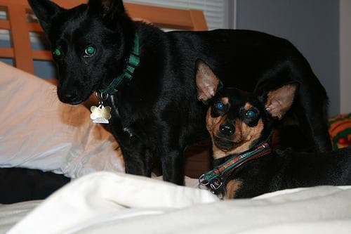Kelpie