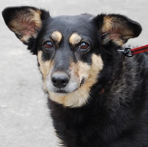 Kelpie