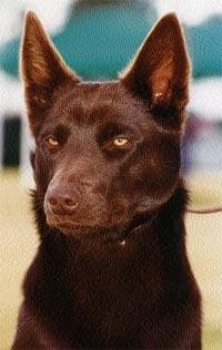 Kelpie