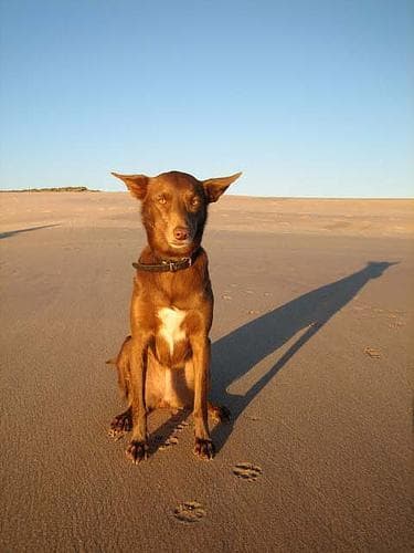 Kelpie
