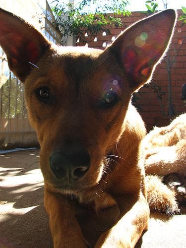 Kelpie