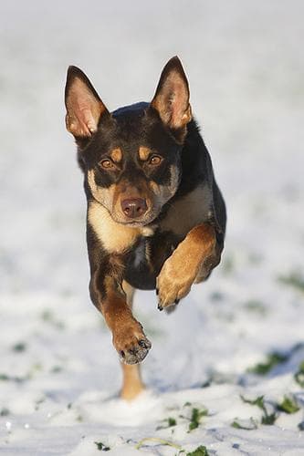 Kelpie