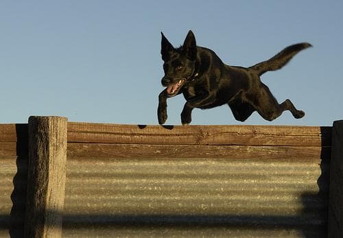Kelpie