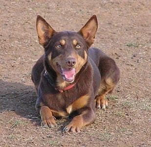 Kelpie