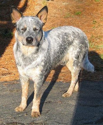 Kelpie