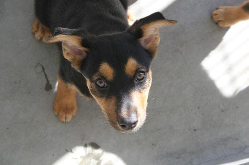 Kelpie