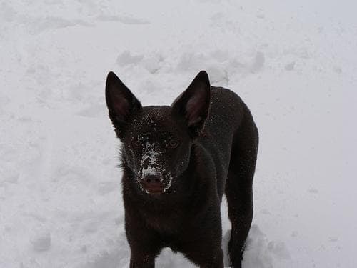 Kelpie