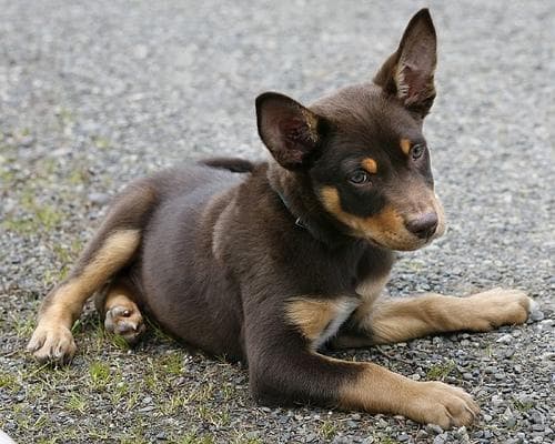 Kelpie