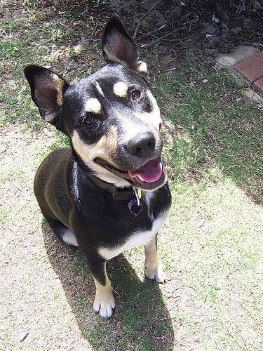 Kelpie