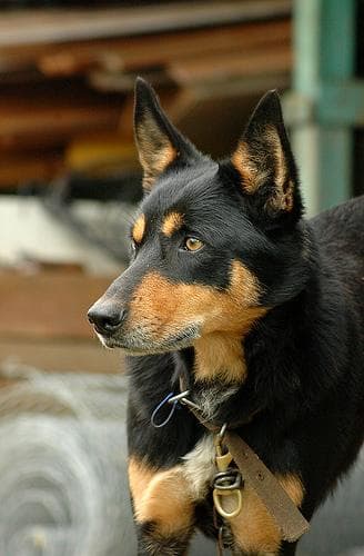 Kelpie