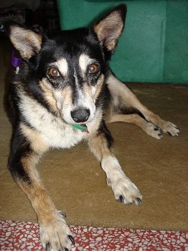 Kelpie