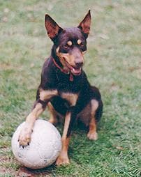 Kelpie