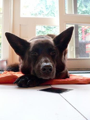 Kelpie