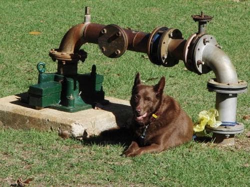 Kelpie