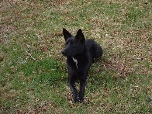 Kelpie
