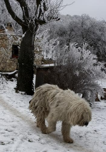 Komondor