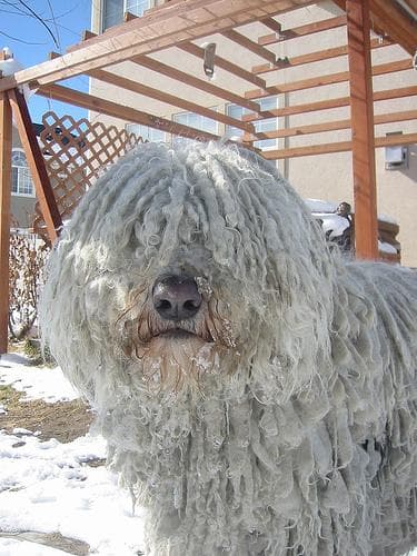 Komondor