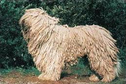 Komondor