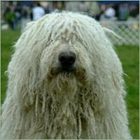 Komondor