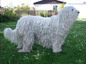 Komondor