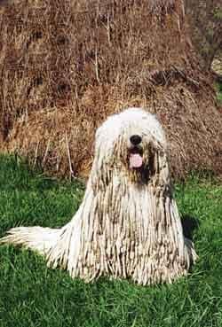 Komondor