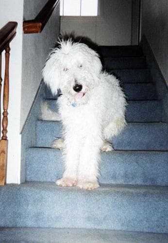 Komondor
