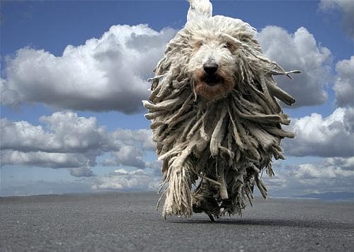 Komondor