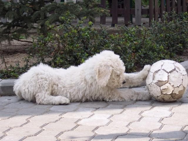 Komondor