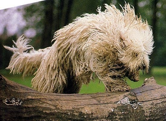 Komondor