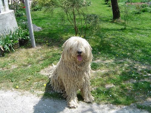 Komondor