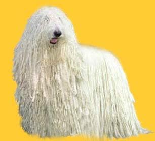 Komondor