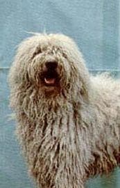 Komondor
