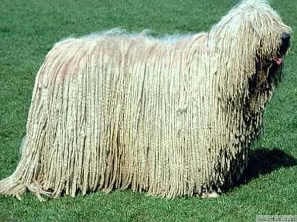 Komondor