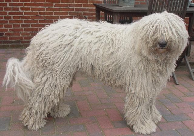 Komondor